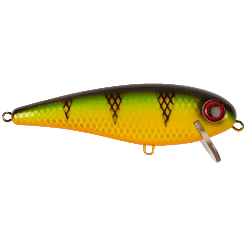 Orange Belly Perch