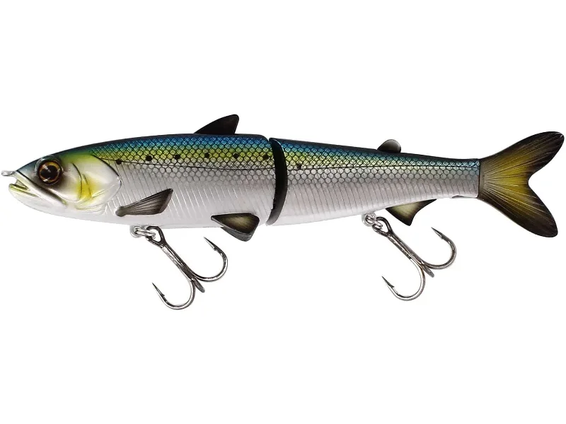 American Shad